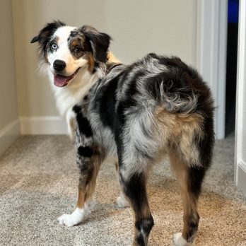 Napa Natural Dog Co. - My 1 yr old aussie's first groom - Pet Groomers Near Me - Vallejo, California Napa Natural Dog Co. - My 1 yr old aussie's first groom - Pet Groomers Near Me - Vallejo, California