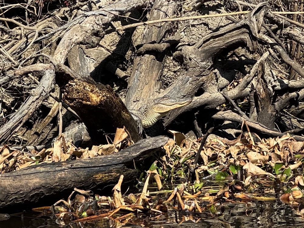 Social spots from New Orleans Kayak Swamp Tours