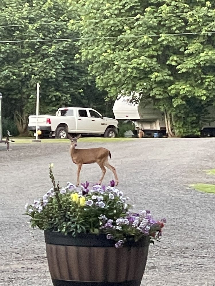 RV OUTDOOR ADVENTURES & CABINS 67 Photos & 20 Reviews 19554