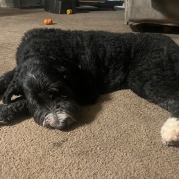 Blue resting after anesthesia and pain pills
