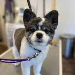 The Fairy Dogmother