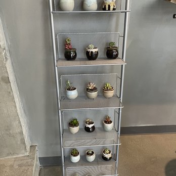 Dr.ink - Succulent decor - Coffee & Tea Near Me - San Jose, California
