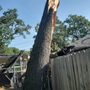 Photo of Smiths Tree Slayers