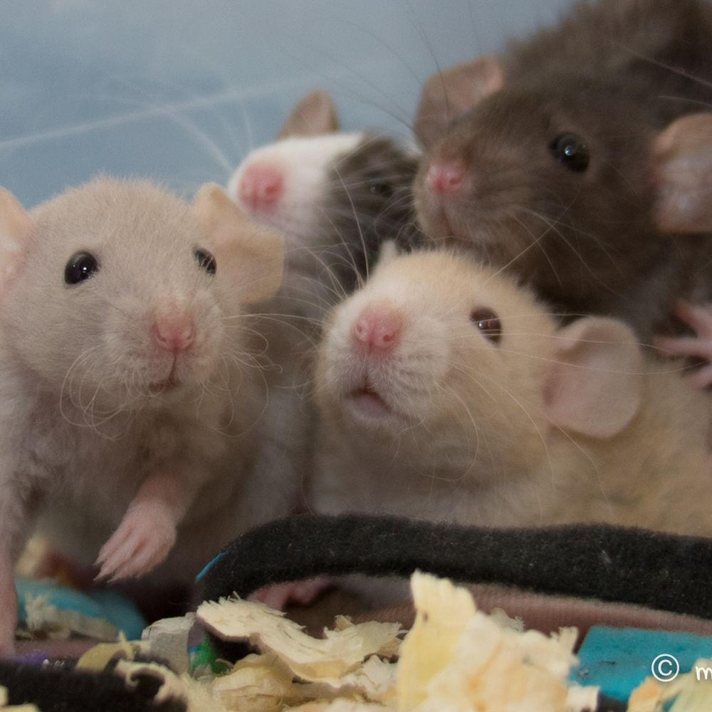 Squeakin Pups Rattery - Pet Breeders Near Me - El Cajon, California Squeakin Pups Rattery - Pet Breeders Near Me - El Cajon, California
