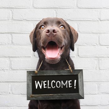 Pet Wants - Pet Stores Near Me - Elmhurst, Illinois Pet Wants - Pet Stores Near Me - Elmhurst, Illinois