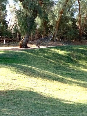 Furnace Creek Ranch Golf Course by null