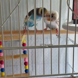 meet Sky and Kiki the parakeets.