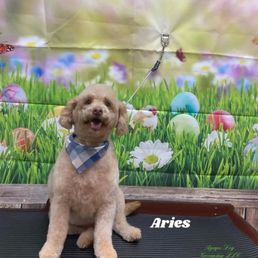Happy Aries Happy Aries