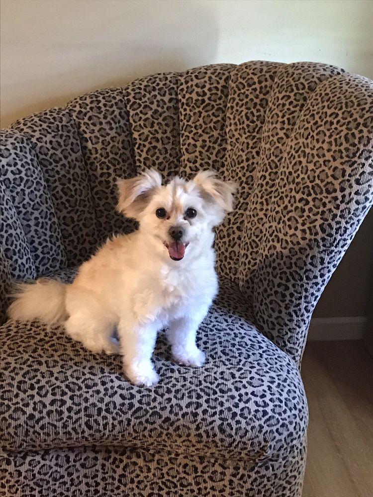 Adogable Pet Services Image