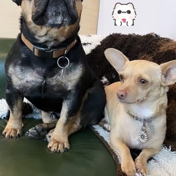 Pupper Club - Pet Groomers Near Me - San Diego, California