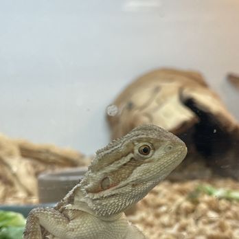 The Reptile Lounge - Rankin's Dragon - Reptile Shops Near Me - West Covina, California The Reptile Lounge - Rankin's Dragon - Reptile Shops Near Me - West Covina, California