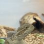 Photo of The Reptile Lounge