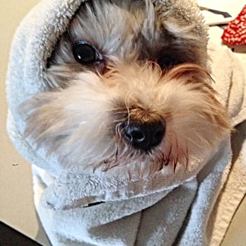 McCarrenBArk - Lucy in a towel, Williamsburg - Dog Walkers Near Me McCarrenBArk - Lucy in a towel, Williamsburg - Dog Walkers Near Me