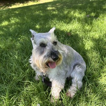 Tiffany's Pet Groom - Benny looking sharp! - Pet Groomers Near Me - Pasadena, California Tiffany's Pet Groom - Benny looking sharp! - Pet Groomers Near Me - Pasadena, California