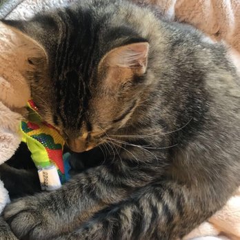 Orlando Cat Cafe - Animal Shelters Near Me - Clermont, Florida Orlando Cat Cafe - Animal Shelters Near Me - Clermont, Florida