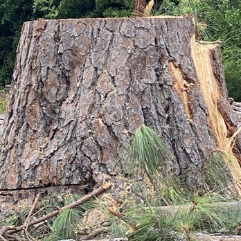 ArborMax Tree Service - Huge pine tree stump - Tree Services Near Me ArborMax Tree Service - Huge pine tree stump - Tree Services Near Me