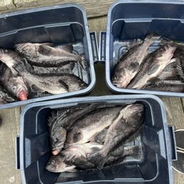 Lots of rockfish Lots of rockfish