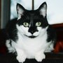 Photo of Pet Buddy Pet Sitting LLC