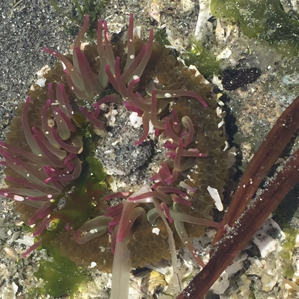 Carkeek Park - Sea anemone (in the tidal area) - Parks Near Me - Seattle, Washington