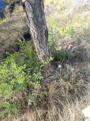 Tarkiln Bayou Preserve State Park by null