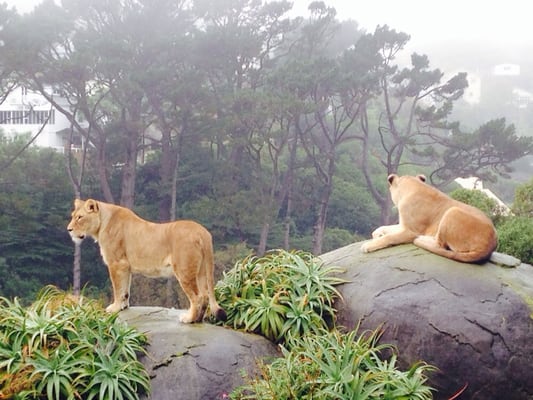 Wellington Zoo by null