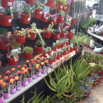 Mappins Nursery+Aquarium - Cactuses - Pet Stores Near Me - West End, QLD