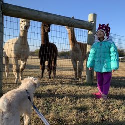 Wagon Master Rv Park - Alpacas