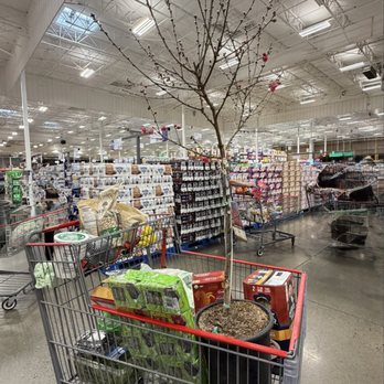 Costco - Flowering peach 1/23/26 - Wholesale Stores Near Me - South San Francisco, California Costco - Flowering peach 1/23/26 - Wholesale Stores Near Me - South San Francisco, California