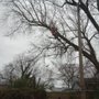 Photo of Cut 'Em Down Tree Service