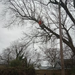 Cut 'Em Down Tree Service