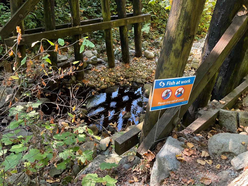 Wetlands and forest trail at Noons Creek Hatchery in Port Moody, ideal for birdwatching and peaceful nature walks

