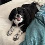 Photo of Pawfection Dog Grooming Salon