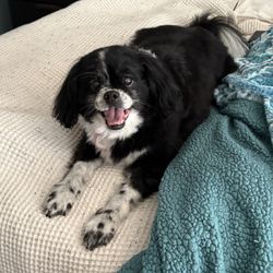Pawfection Dog Grooming Salon - Lucy loved her spa day at Pawfection. It really was perfect!