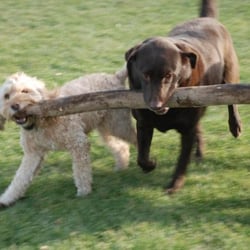 Newton Dog Walking - That's my stick