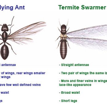 Bacon's Termite & Pest Control - Swarmer ant vs Swarmer termite - Pest Control Near Me - Glenarm, Illinois
