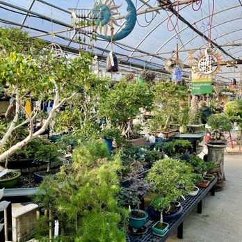 Telly's Greenhouse - Bonsais for days! - Nurseries & Gardening Near Me - Troy, Michigan Telly's Greenhouse - Bonsais for days! - Nurseries & Gardening Near Me - Troy, Michigan