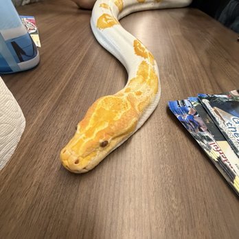 For Goodness Snakes - Performing Arts Near Me