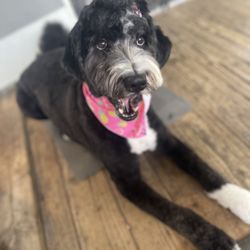 Crazy Paws Grooming - Playful pups