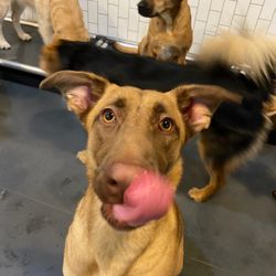 District Dogs