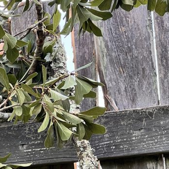 L and L Tree Service - They are destructive - Tree Services Near Me - Loreauville, Louisiana L and L Tree Service - They are destructive - Tree Services Near Me - Loreauville, Louisiana