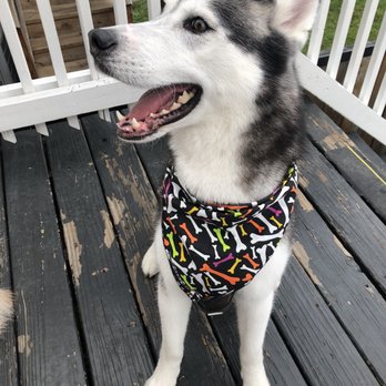 Pet Supplies Plus Berwyn - Pet Groomers Near Me - Berwyn, Illinois Pet Supplies Plus Berwyn - Pet Groomers Near Me - Berwyn, Illinois
