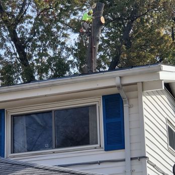 Beautiful Country Tree Service - Look ma, no limbs - Tree Services Near Me - Gaithersburg, Maryland Beautiful Country Tree Service - Look ma, no limbs - Tree Services Near Me - Gaithersburg, Maryland