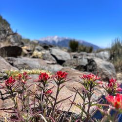 Riding Wild - Indian paint wildflowers