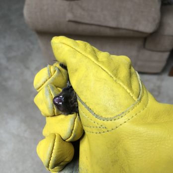 Stewart Pest Solutions - Bat removal - Pest Control Near Me - Lansing, Michigan Stewart Pest Solutions - Bat removal - Pest Control Near Me - Lansing, Michigan