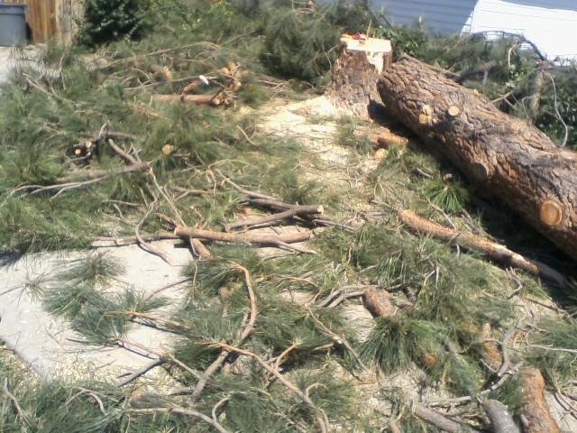 Cascade Tree Service & Firewood - tree service in Reno, NV