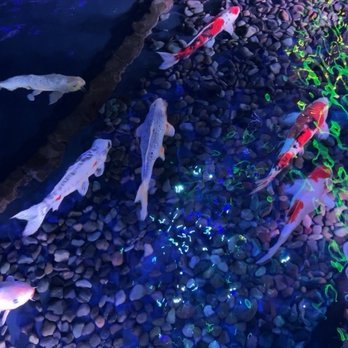 Georgia Aquarium - Koi pond by the stairs. 03.06.2026 - Aquariums Near Me - Atlanta, Georgia
