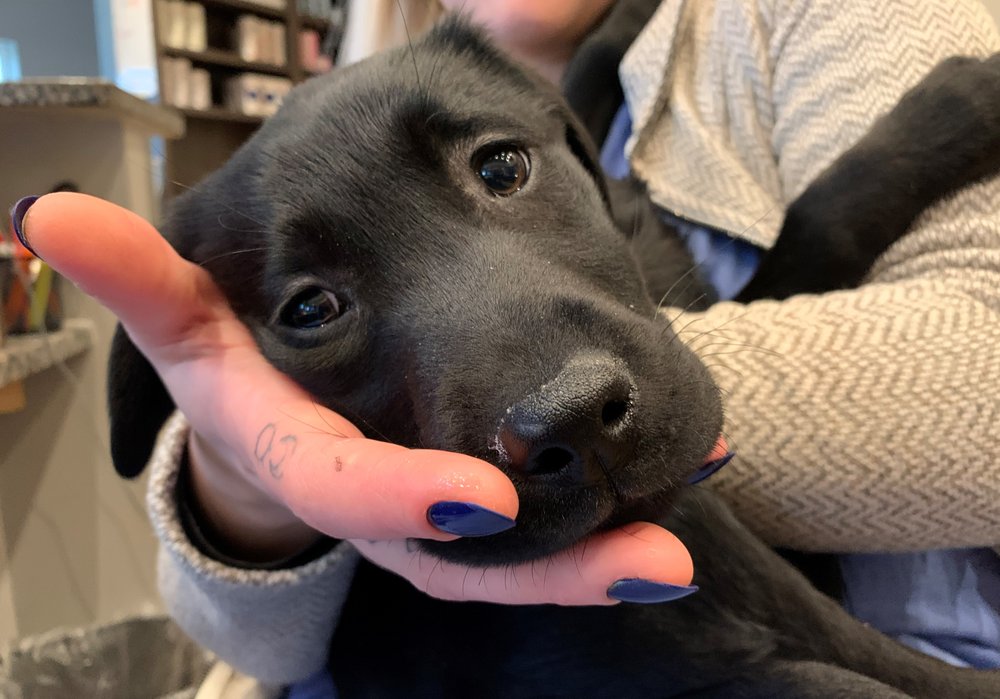 ENO ANIMAL HOSPITAL Updated June 2024 75 Photos & 26 Reviews 116