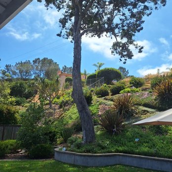 One Tripp Tree Service - 60 foot Eucalyptus tree - Tree Services Near Me