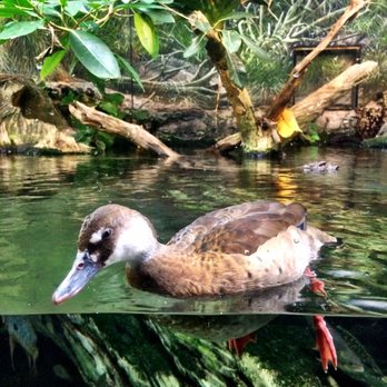 Shedd Aquarium - Duck! - Aquariums Near Me - Chicago, Illinois Shedd Aquarium - Duck! - Aquariums Near Me - Chicago, Illinois