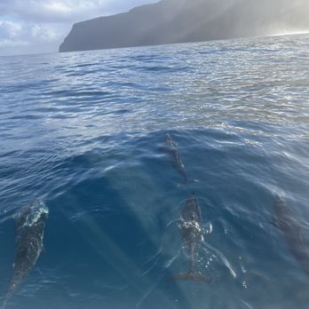 Holoholo Charters - Dolphin! - Boating Near Me - Eleele, Hawaii